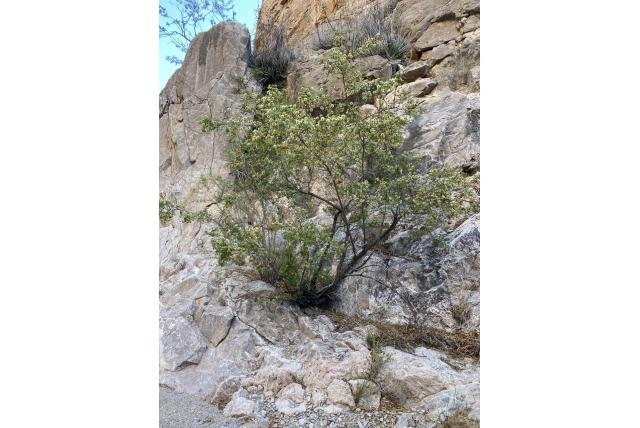 Rondbloem acacia