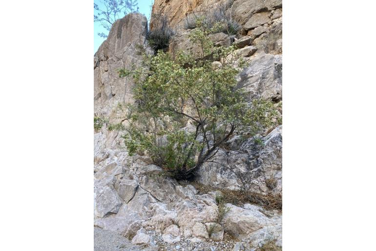 Senegalia roemeriana -13087