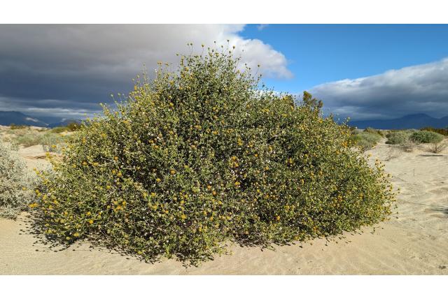 Knop encelia