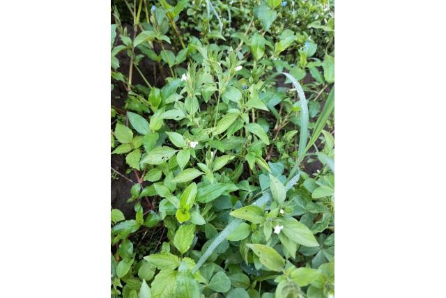Mysore asystasia