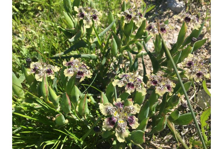 Ferraria densepunctulata -13105