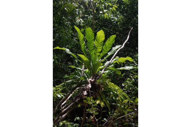Denham's meryta