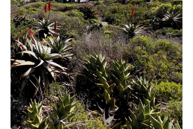 Aloe distans -13116