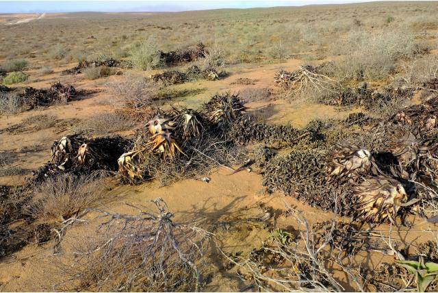 Gespikkelde Kaap aloë Gespikkelde Kaap aloë