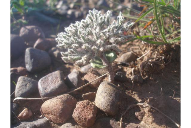 Drege's Eriospermum