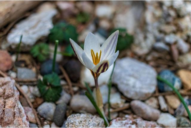 Krokus geboren in de wolken