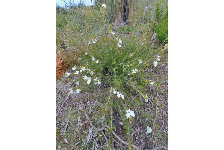 Hemiandra linearis&nbsp;13145