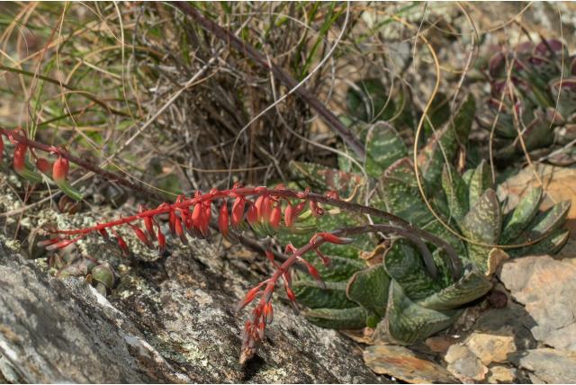 Gekielde gasteria