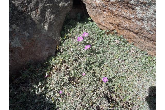 Harvey's geranium