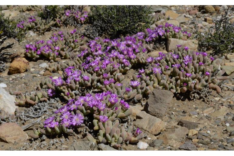 Gibbaeum geminum 13151