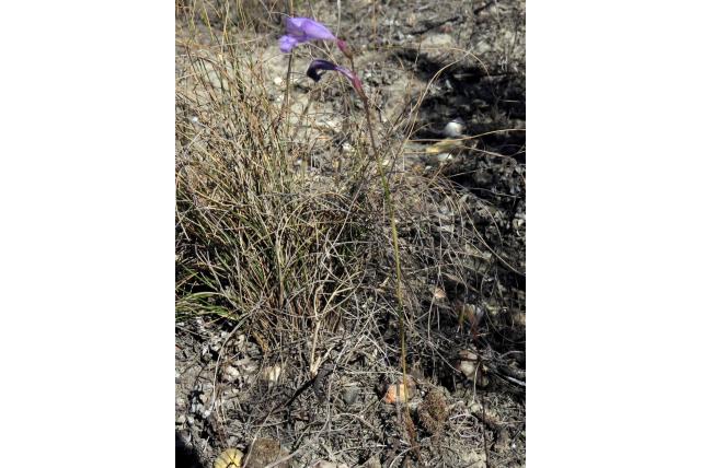 Lichtblauw Gladiolus