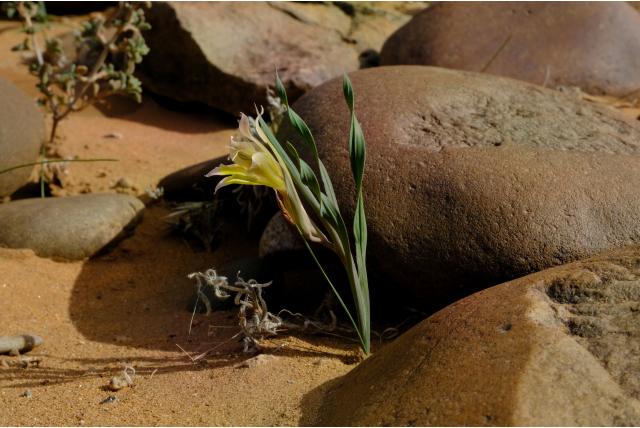 Groene bloemige Gladiolus Groene bloemige Gladiolus