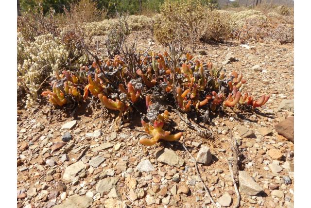 Glottiphyllum verschillend in vorm Glottiphyllum verschillend in vorm