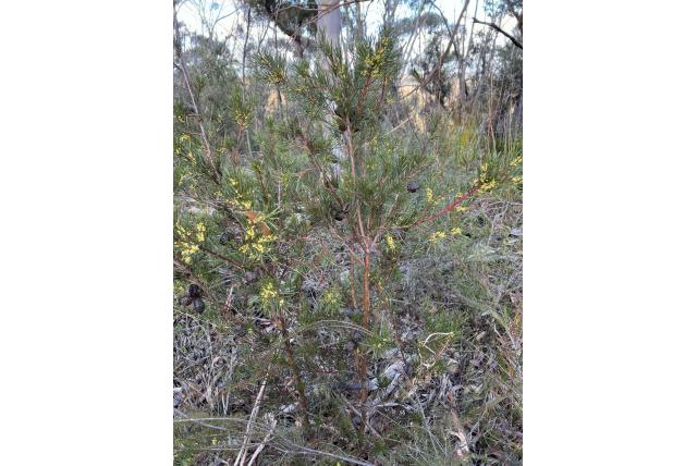 dik bladije Hakea