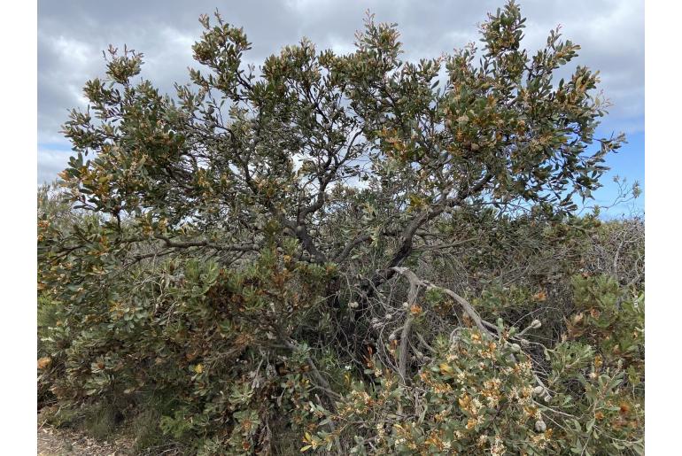 Hakea pandanicarpa ssp pandanicarpa -13158