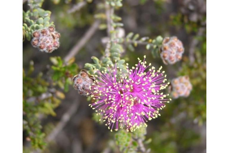 Melaleuca leptospermoides -13161
