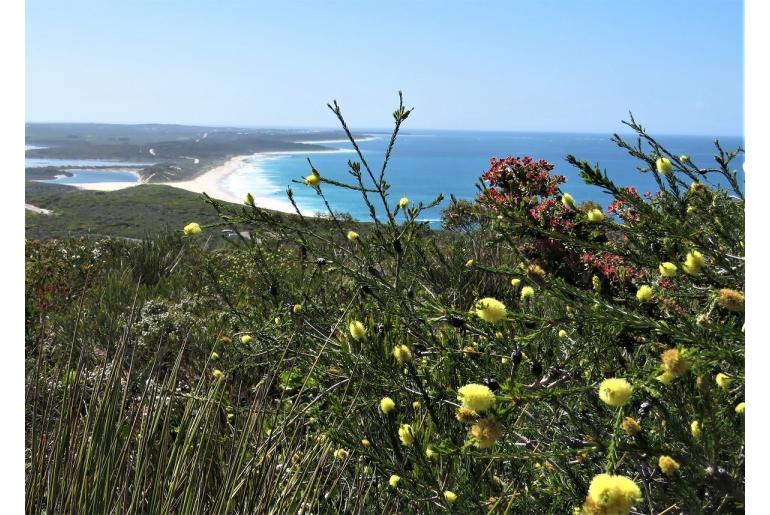Melaleuca lutea -13162