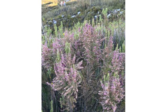 Jacksonia heide