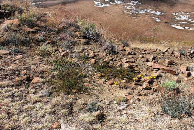 Gevorkte gymnopentzia Gevorkte gymnopentzia