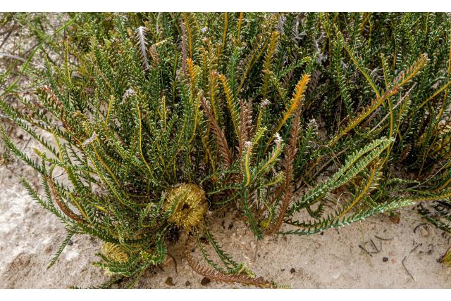 Varenblad banksia