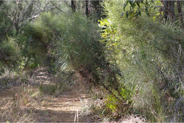 Banksia biterax 13183