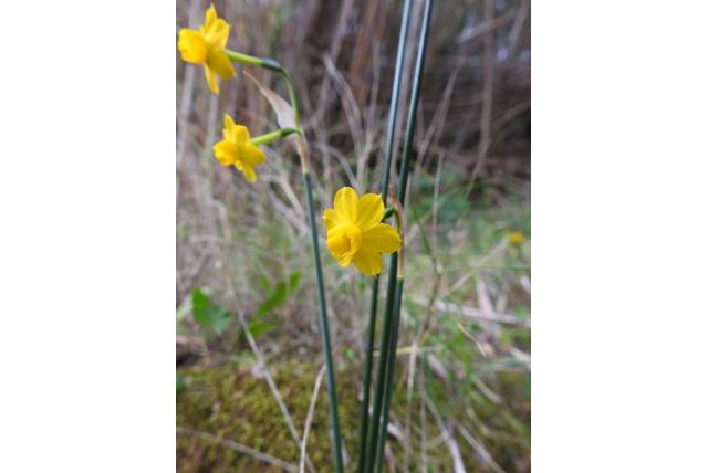 Groenbladige jonquilles
