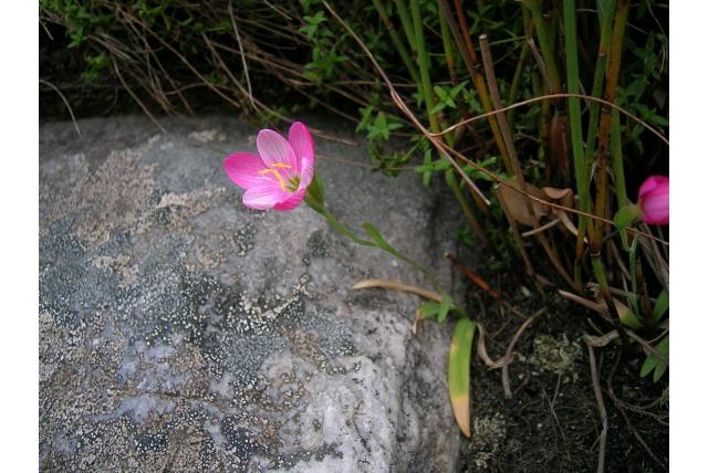 Hooggebergte geissorhiza