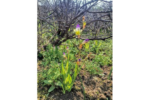 Harige zigeunerbloem
