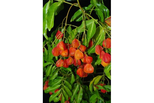 Gevleugelde vrucht tamarinde