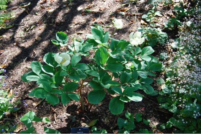 Mlokossewicz' pioen Mlokossewicz' pioen