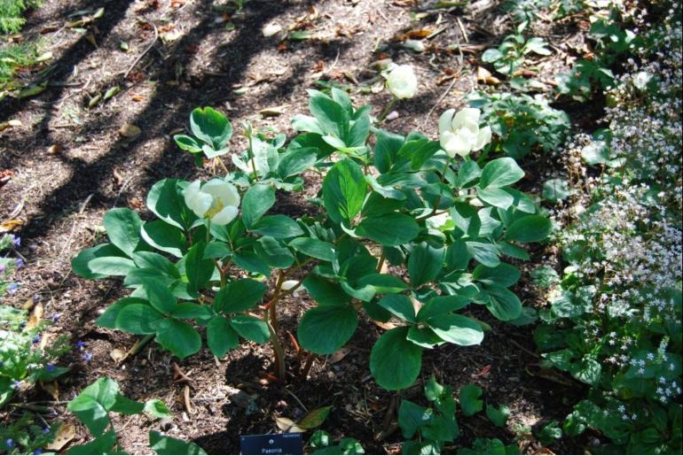 Paeonia daurica ssp mlokosewitschii -13211