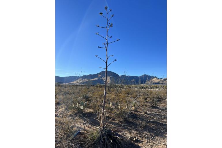 Agave palmeri -13224