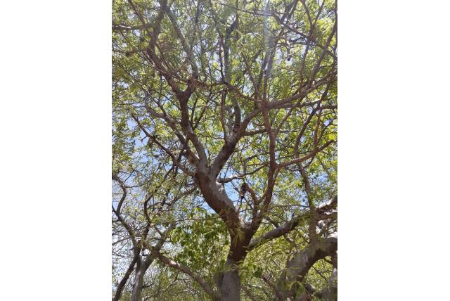 Kettingachtige schors bursera