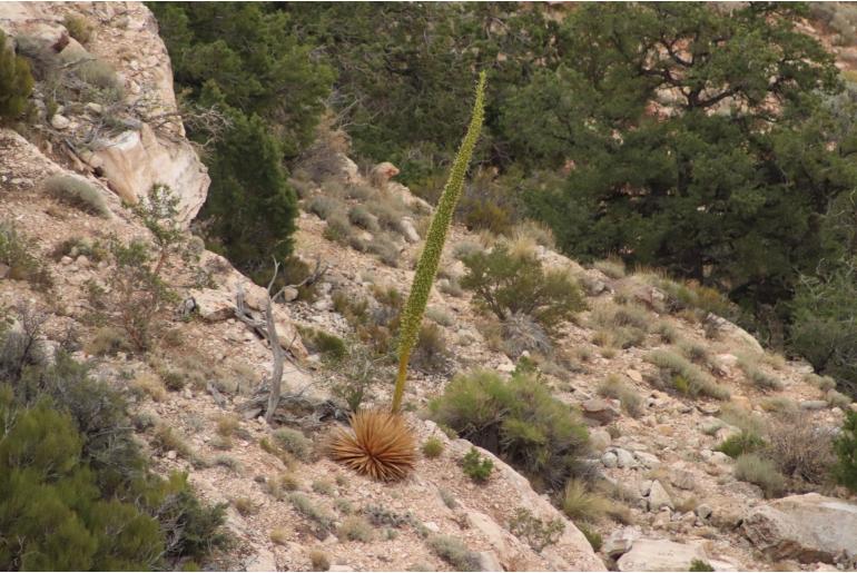 Agave utahensis ssp kaibabensis -13226