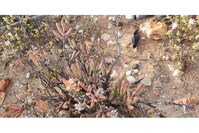 Dunbladige hereroa Dunbladige hereroa