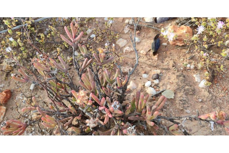 Hereroa tenuifolia 13232