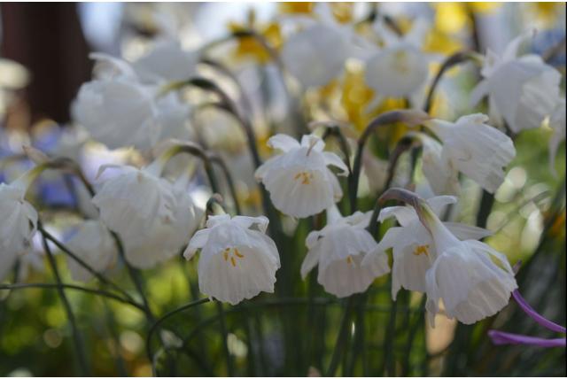 Muñoz Garmendia's narcis