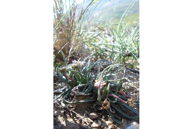 Marlothistella stenophylla 13244
