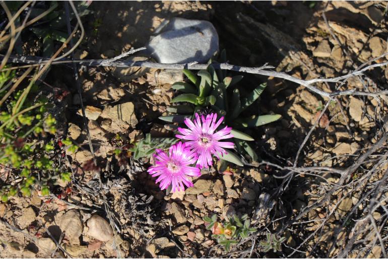 Marlothistella uniondalensis -13245