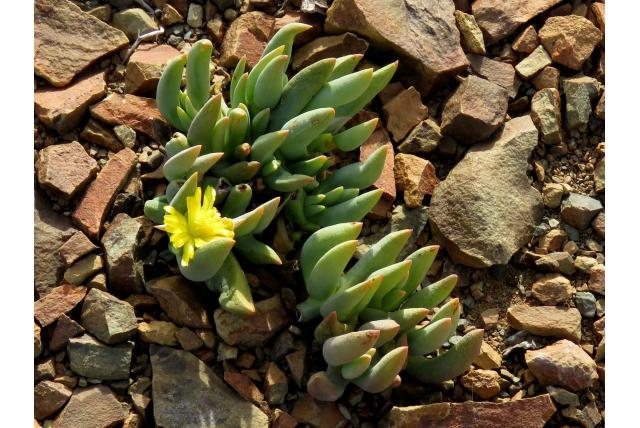 Frith's Peersia
