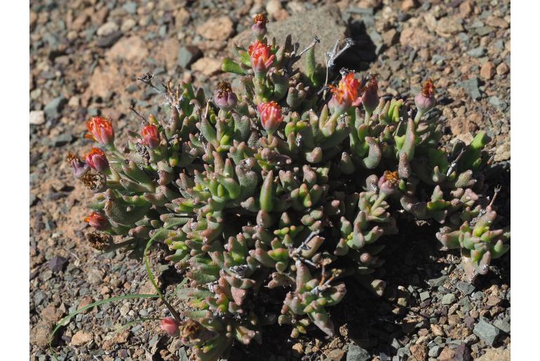 Rhombophyllum nelii Rhombophyllum nelii -13256