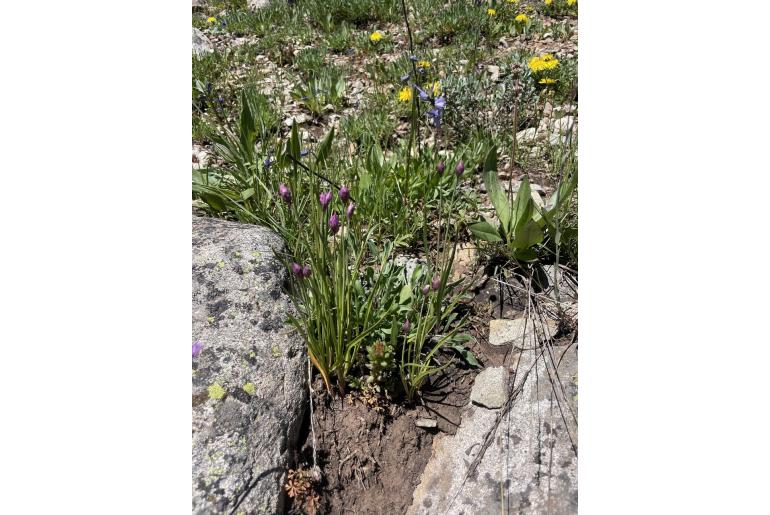 Allium geyeri -13259