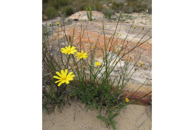 Twee borstelharen osteospermum