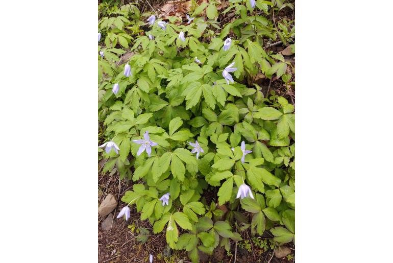 Anemone oregana&nbsp;13267