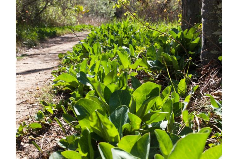 Anemopsis californica -13268