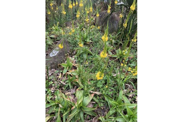 Breedbladige bulbine