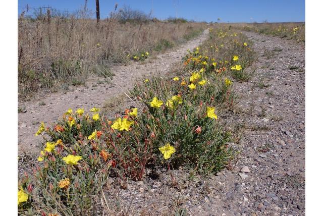 Hartweg's teunisbloem