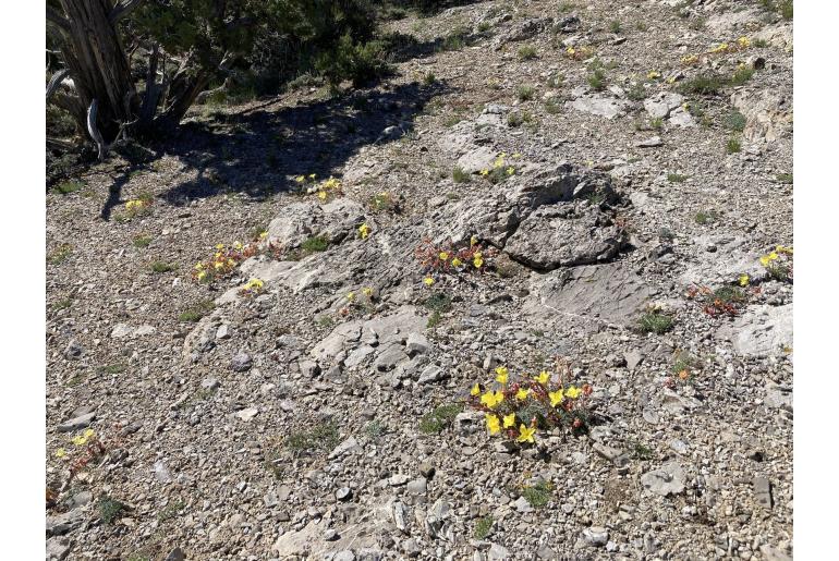 Oenothera lavandulifolia -13274