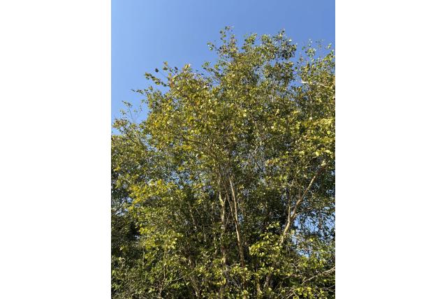 Kleine bastaard mopane