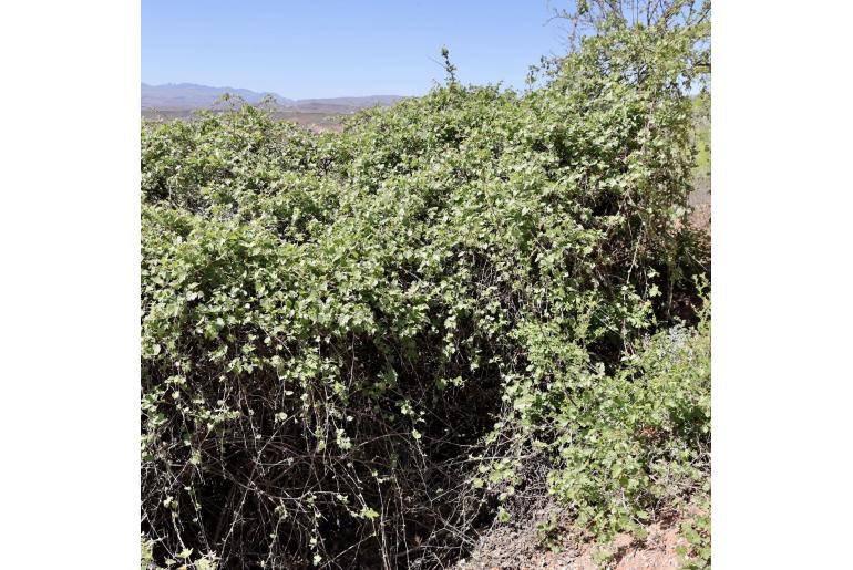 Vitis arizonica -13286